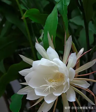 月下恋曲之月下美人